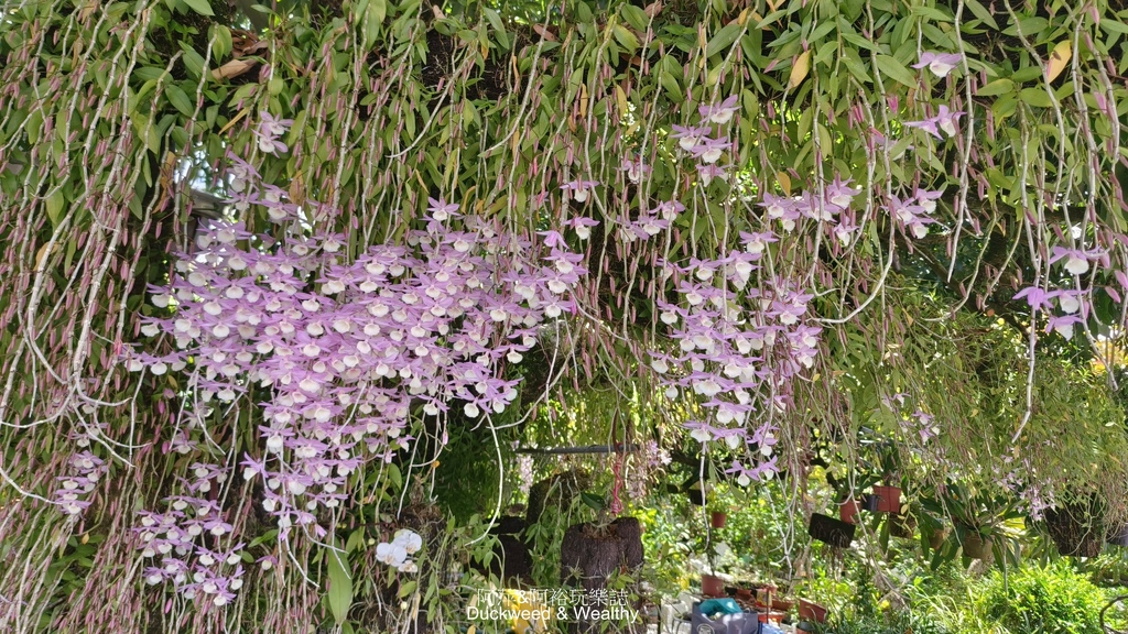 【嘉義.竹崎】《阿拉伯粉紅村》賞花景點∣金針花x花旗木夢幻同