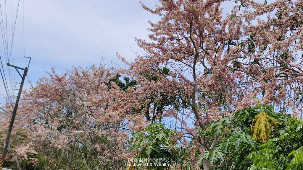 【嘉義.竹崎】《阿拉伯粉紅村》賞花景點∣金針花x花旗木夢幻同