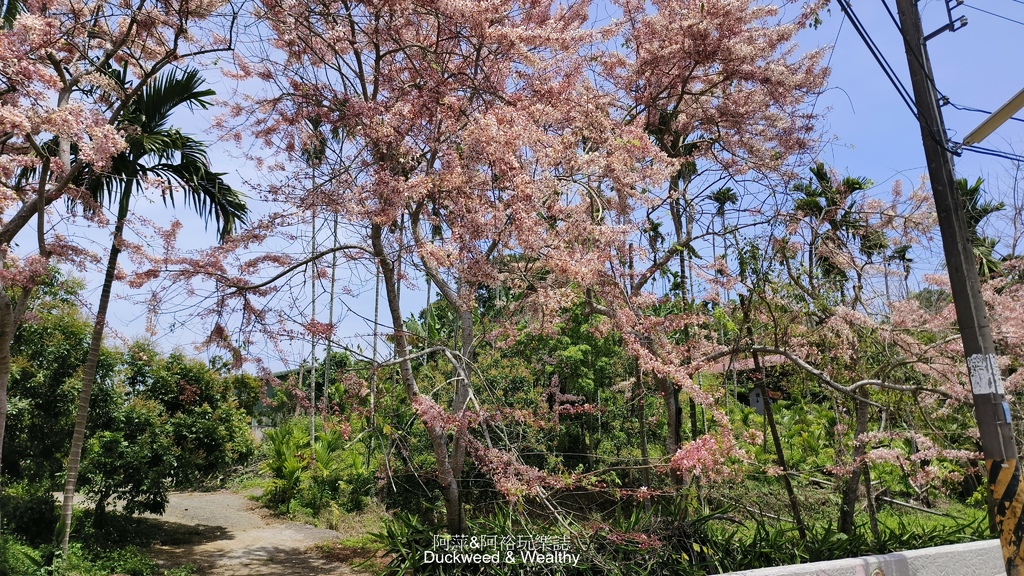 【嘉義.竹崎】《阿拉伯粉紅村》賞花景點∣金針花x花旗木夢幻同
