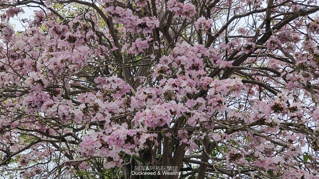 【嘉義.竹崎】《阿拉伯粉紅村》賞花景點∣金針花x花旗木夢幻同
