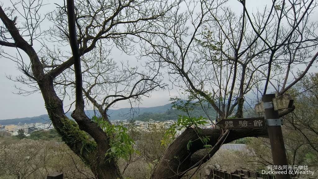 【嘉義.梅山景點】「梅山公園」嘉義賞梅景點推薦|擁抱山林最佳