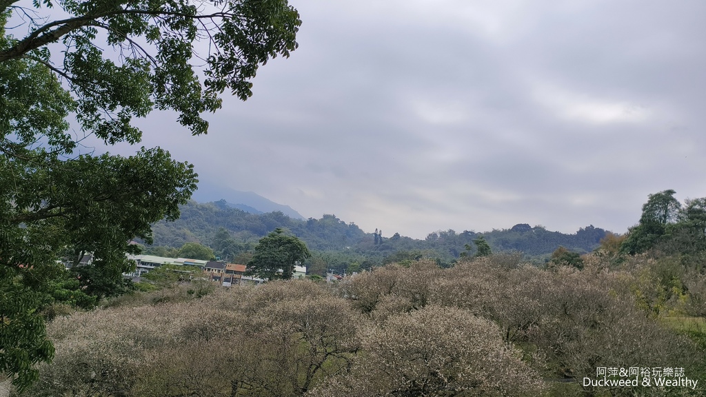 【嘉義.梅山景點】「梅山公園」嘉義賞梅景點推薦|擁抱山林最佳