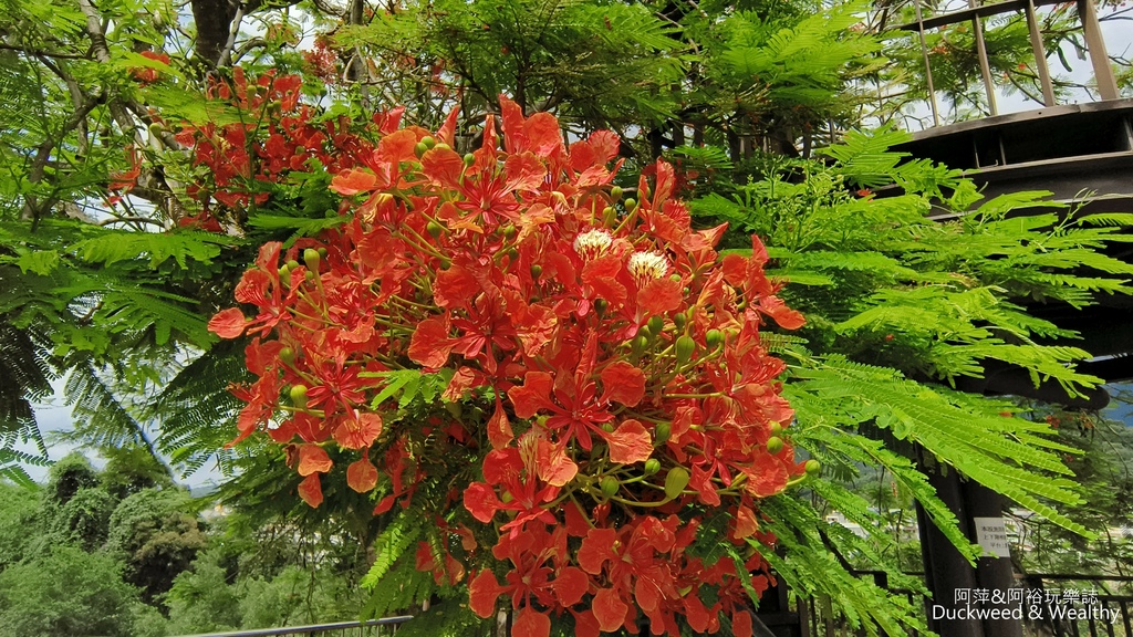 【嘉義.梅山景點】「梅山公園」嘉義賞梅景點推薦|擁抱山林最佳
