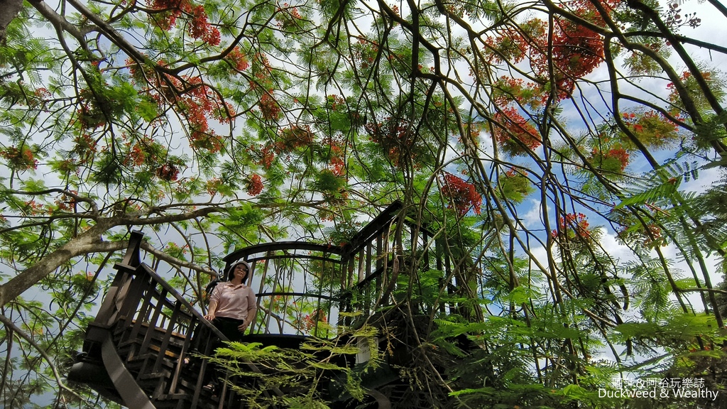 【嘉義.梅山景點】「梅山公園」嘉義賞梅景點推薦|擁抱山林最佳