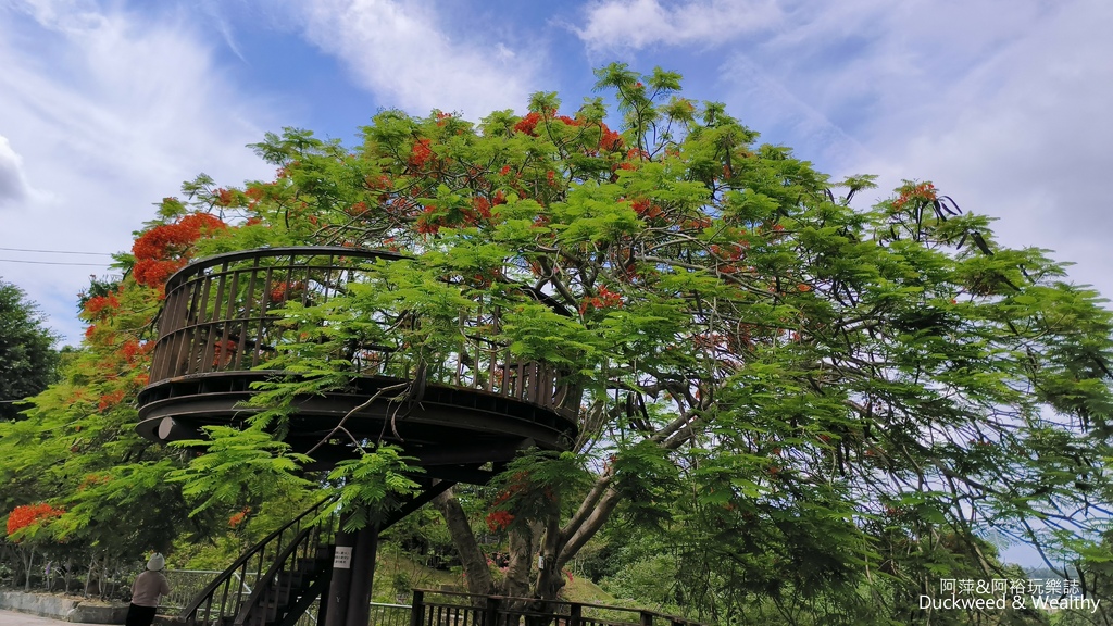【嘉義.梅山景點】「梅山公園」嘉義賞梅景點推薦|擁抱山林最佳