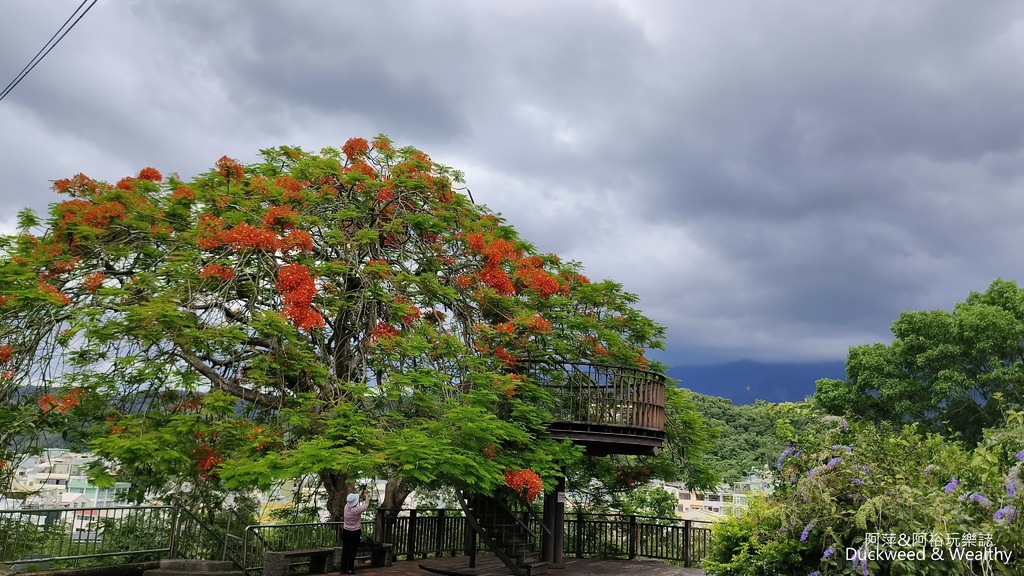 【嘉義.梅山景點】「梅山公園」嘉義賞梅景點推薦|擁抱山林最佳