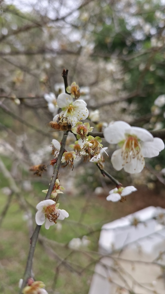 【嘉義.梅山景點】「梅山公園」嘉義賞梅景點推薦|擁抱山林最佳