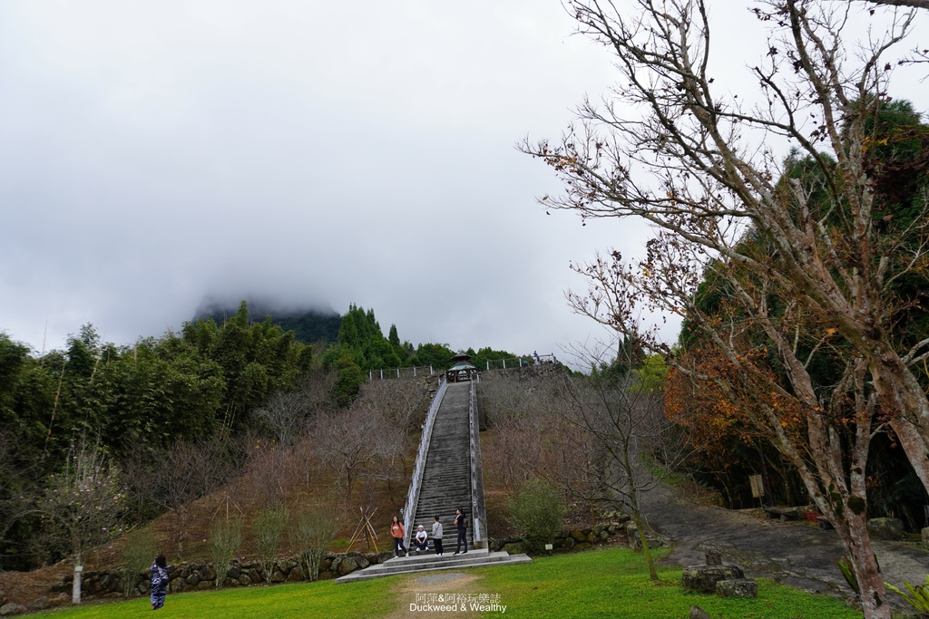 【嘉義梅山】「寒溪呢森林人文叡地」仙境般賞櫻景點∣福爾摩沙白