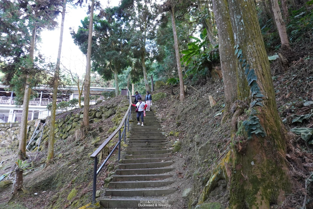 【嘉義梅山】「寒溪呢森林人文叡地」仙境般賞櫻景點∣福爾摩沙白