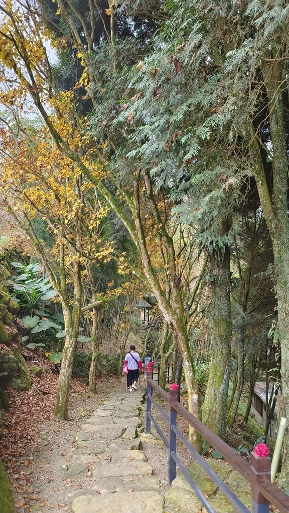 【嘉義梅山】「寒溪呢森林人文叡地」仙境般賞櫻景點∣福爾摩沙白