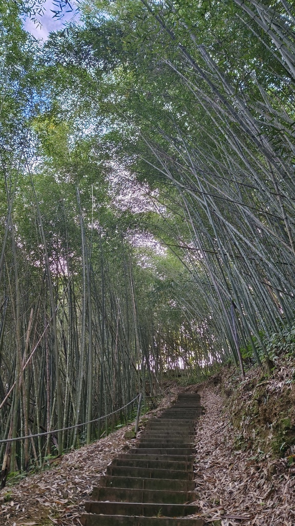 【嘉義梅山】「寒溪呢森林人文叡地」仙境般賞櫻景點∣福爾摩沙白