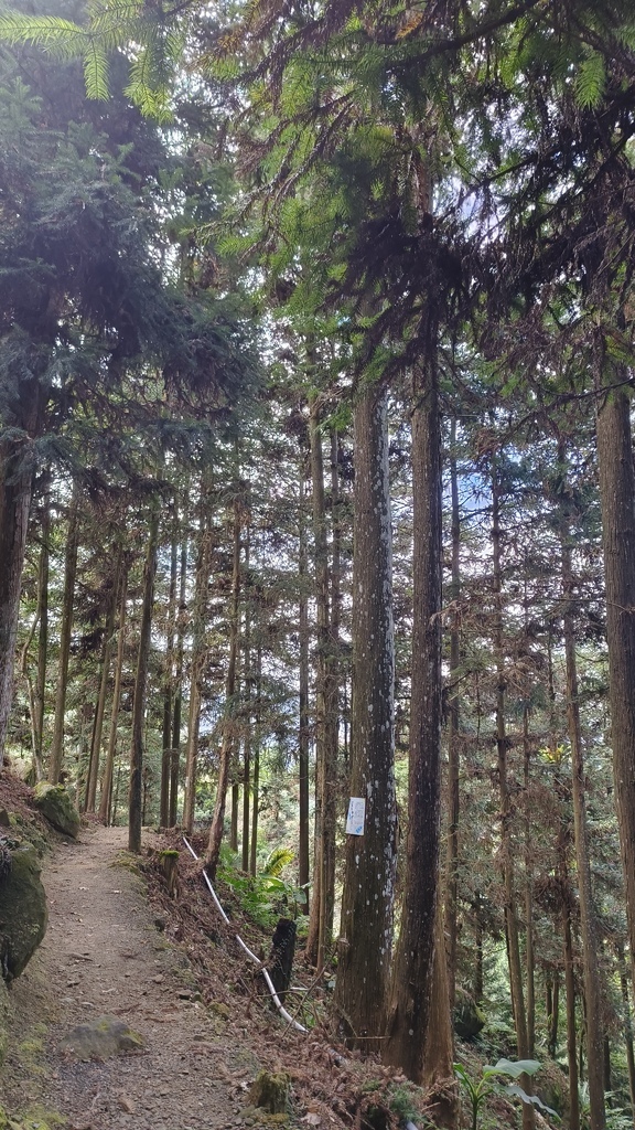 【嘉義梅山】「寒溪呢森林人文叡地」仙境般賞櫻景點∣福爾摩沙白