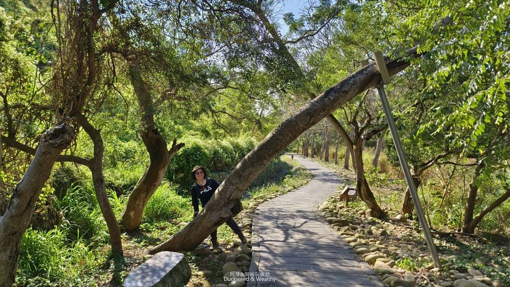 【台中。龍井】「竹坑南寮登山步道」平坦好走｜享受山林遼闊 視
