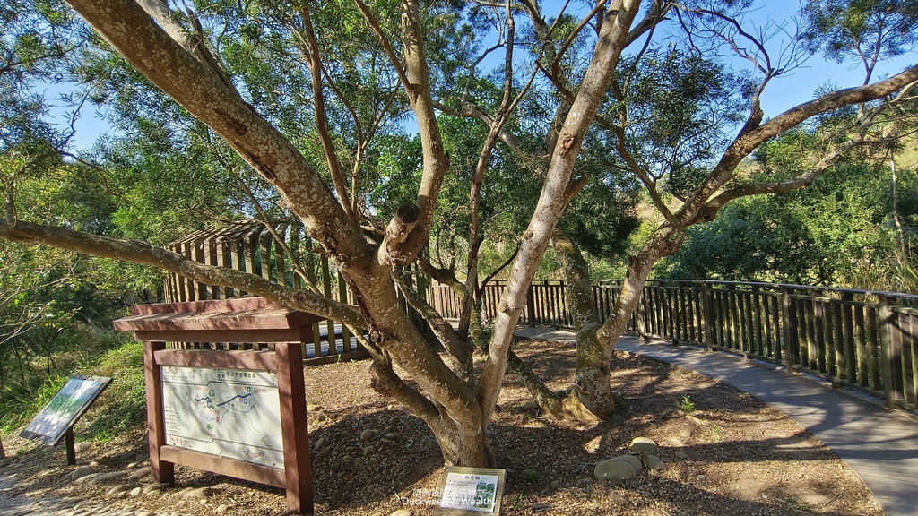 【台中。龍井】「竹坑南寮登山步道」平坦好走｜享受山林遼闊 視