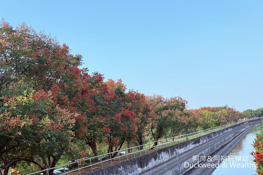 【台南.善化】「山海圳綠道」欒樹秘境︱秋日黃金隧道，三色漸層