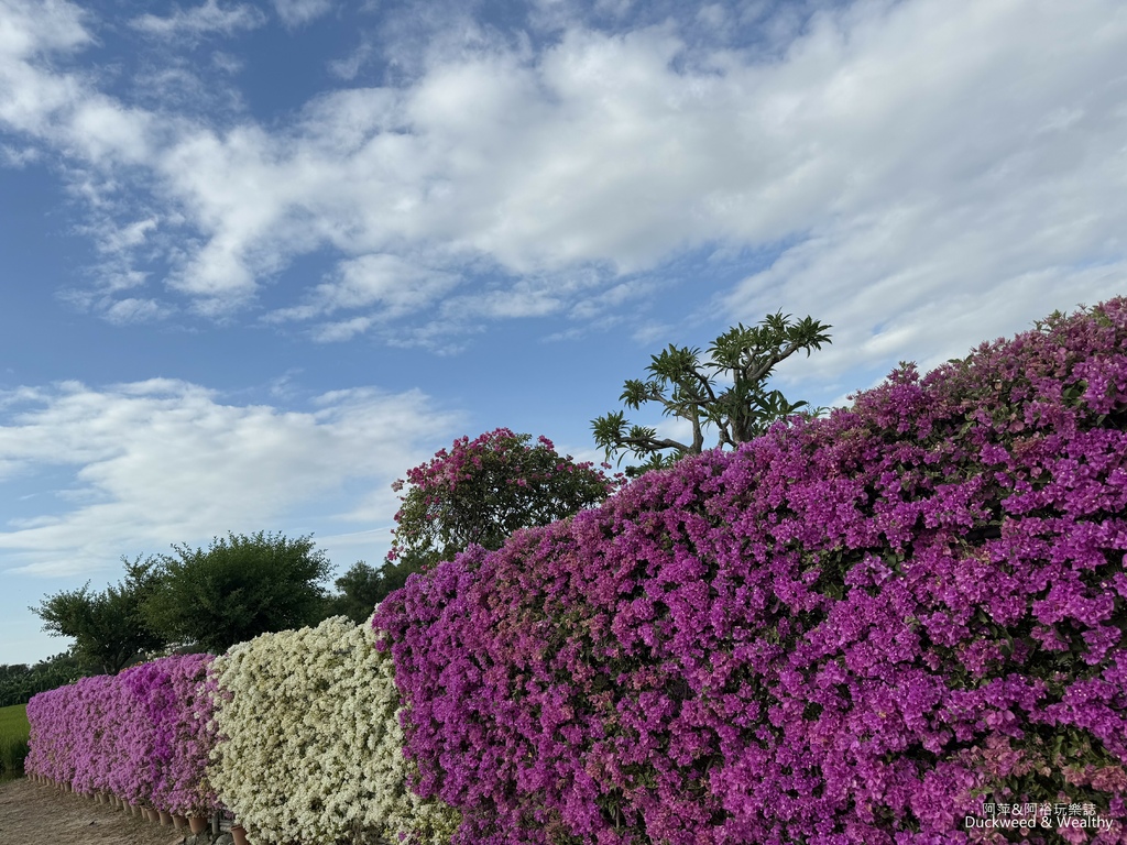 【台南.官田】隱藏在官田台一省道旁︱一座以九重葛為主題的祕密