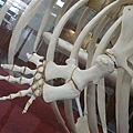 四草展館內的抹香鯨遺骸
