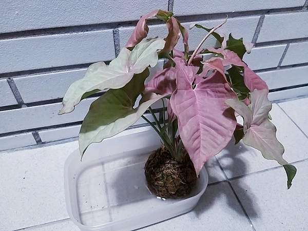養護苔球需避免的5個錯誤方式 植戀女孩的綠色小天地 痞客邦