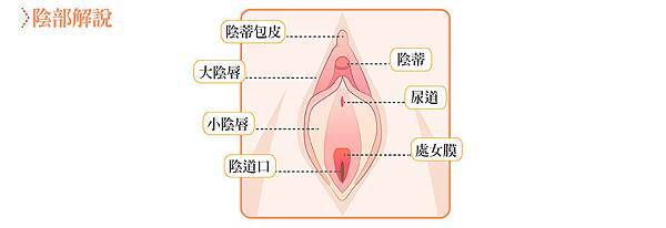 02修陰唇整形手術價格價位價錢費用資訊整理.jpg 02修陰唇整形手術價格價位價錢費用資訊整理.jpg