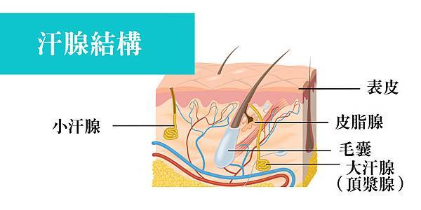 03體臭吃哪些食物會更嚴重嗎?.jpg 03體臭吃哪些食物會更嚴重嗎?.jpg