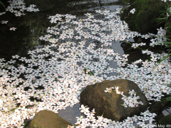 五月桐花吃食-041.jpg