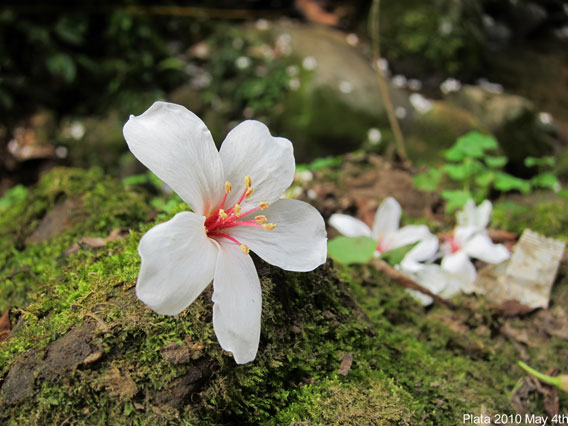 五月桐花吃食-049.jpg