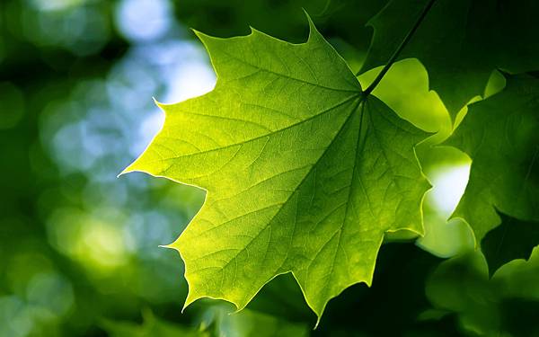 green_leaf-wide.jpg