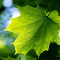 green_leaf-wide.jpg