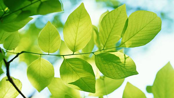 green_leaves-HD.jpg