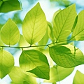 green_leaves-HD.jpg