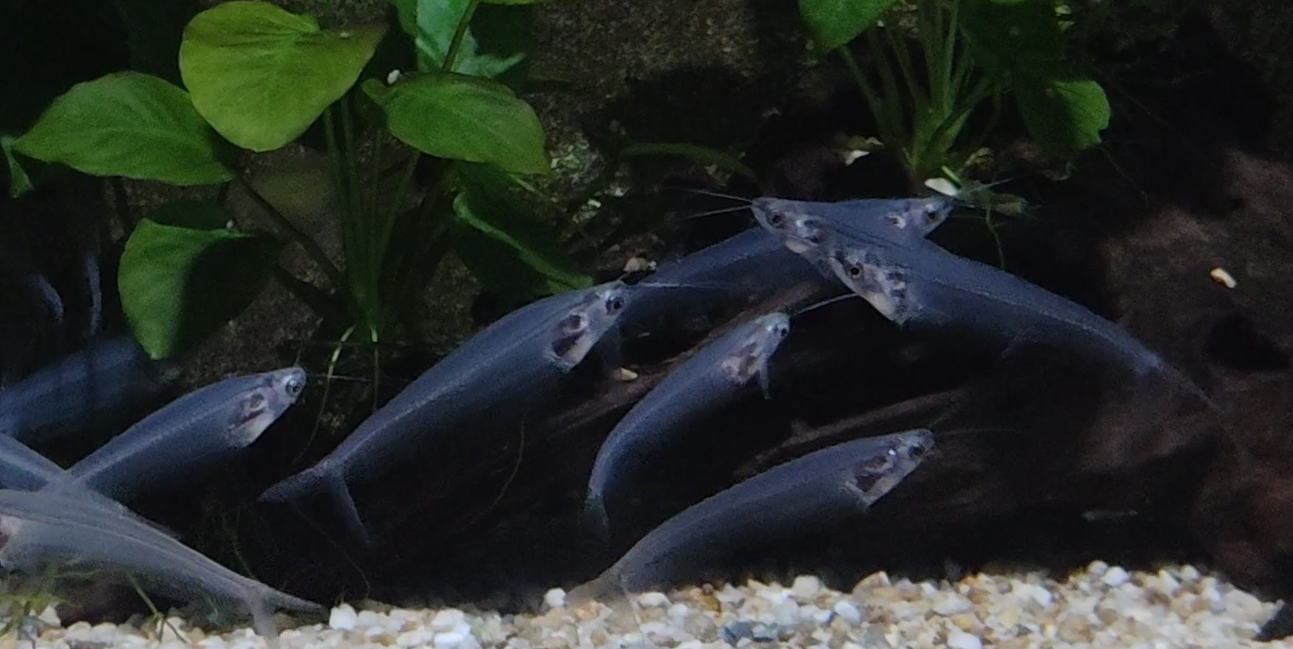 玻璃貓魚.png