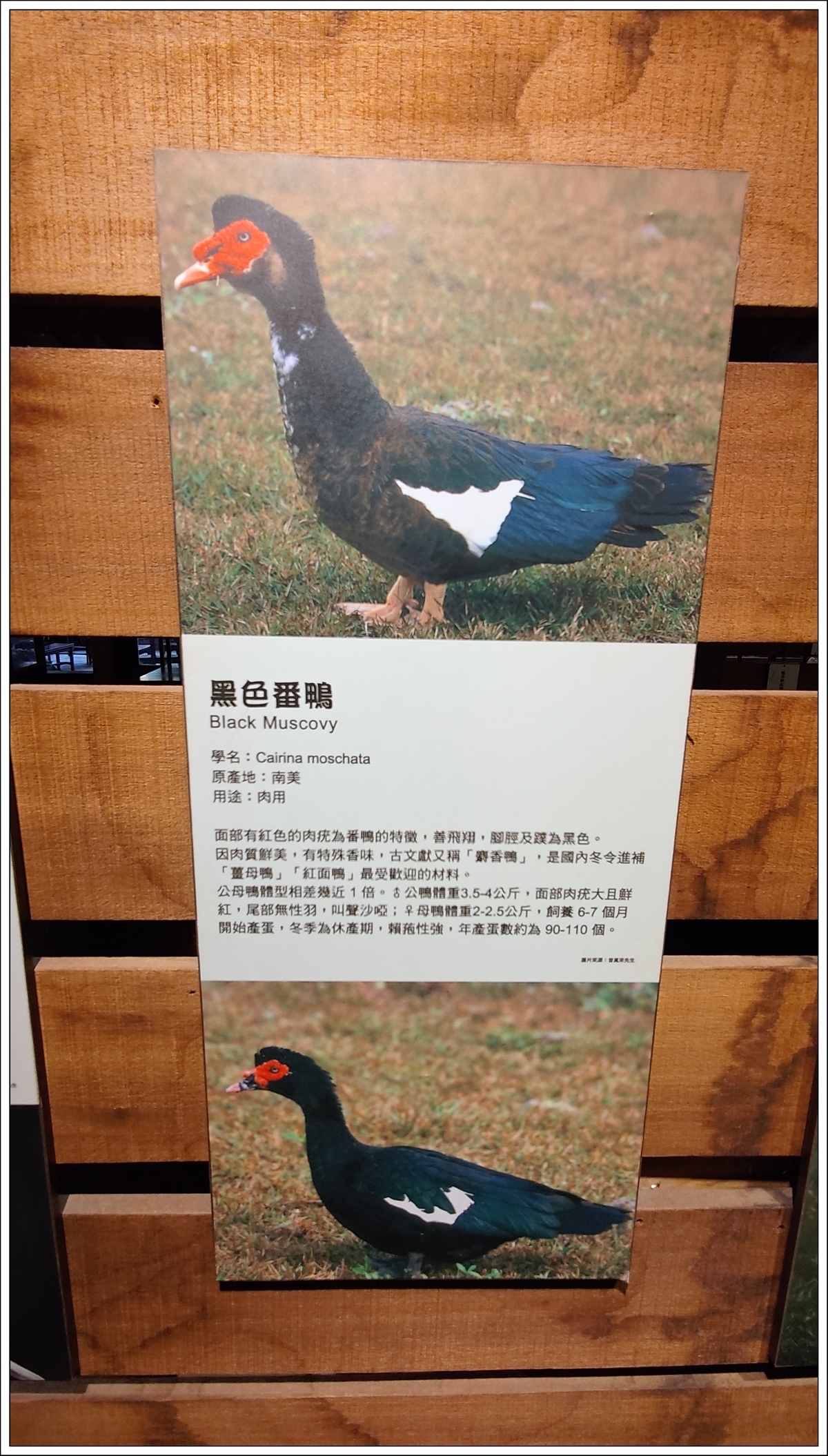 【宜蘭。五結】謝記休閒農場—鴨寮故事館(大力推薦)