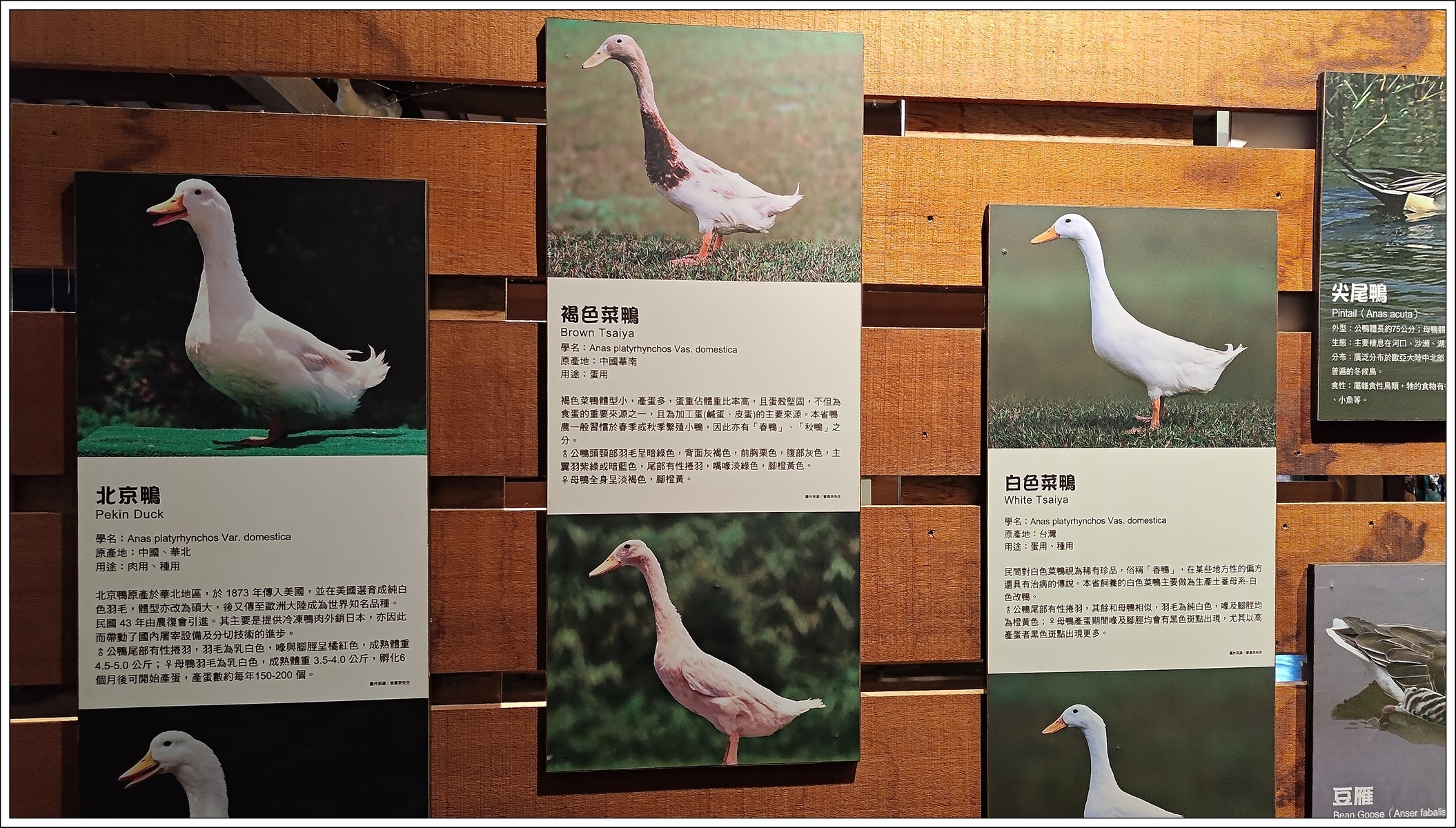 1.7北京鴨引到英國櫻桃谷,變成櫻桃鴨.jpg
