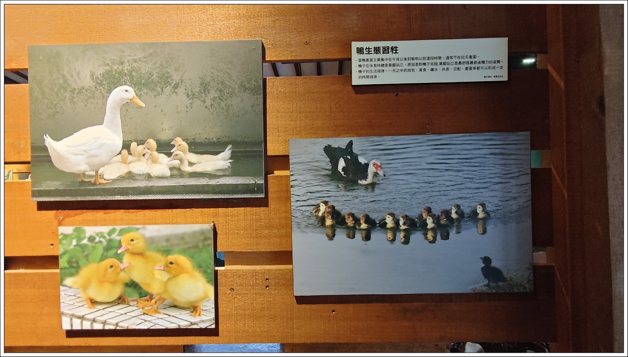 1.12,晚上11點到凌晨4點下蛋,春秋下蛋居多,可下180-300顆蛋.jpg