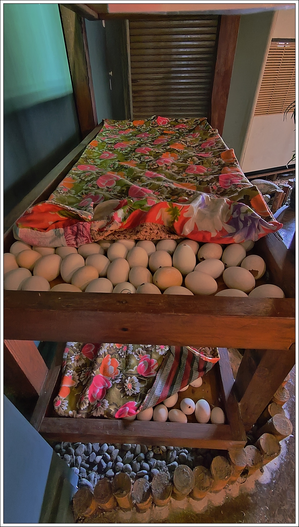 1.11中間蛋和旁邊的蛋要交換,溫度才不會太高或太低.jpg