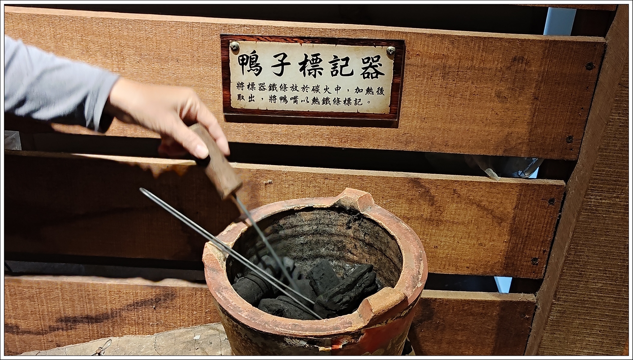 1.16嘴上沒有神經,用烙鐵做記號或剪腳上的蹼.jpg