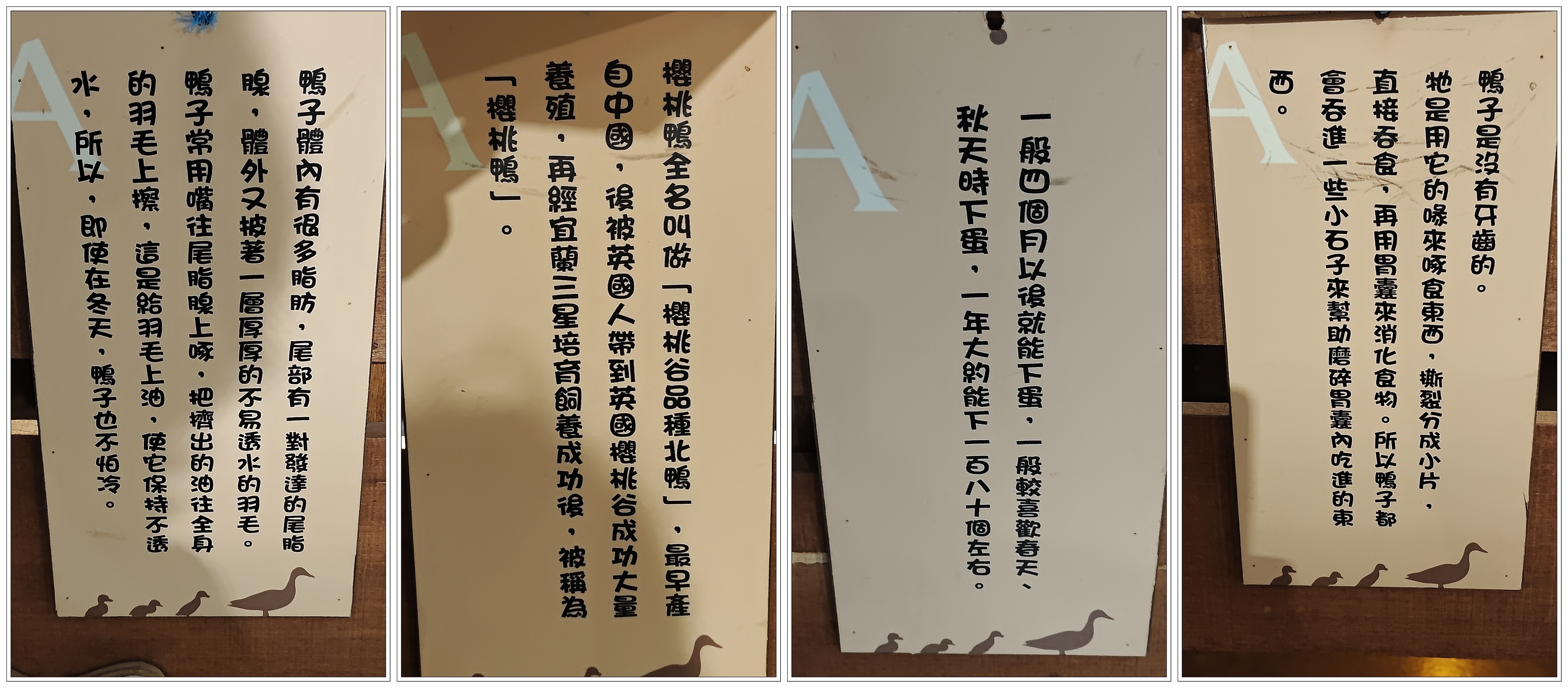 4.3鴨知識組圖.jpg