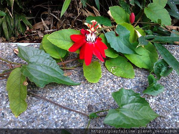 紅花