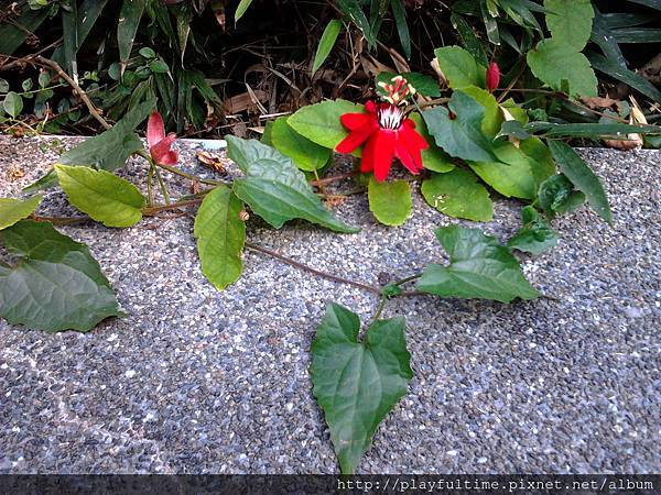 紅花