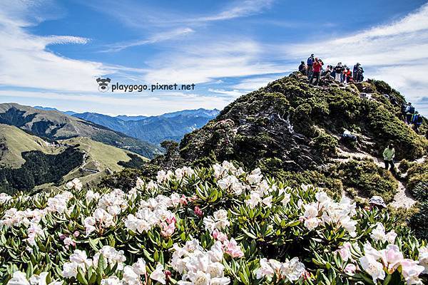 合歡山高山杜鵑 (16)