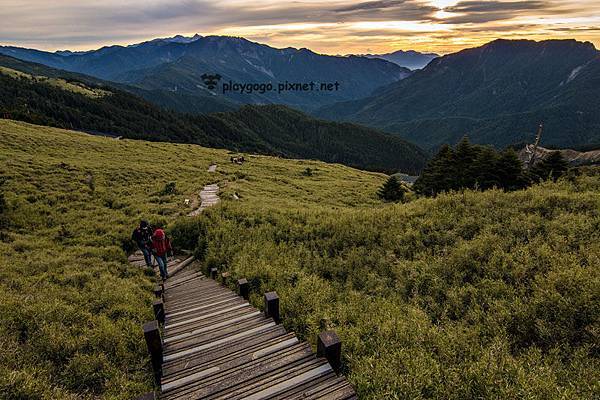 合歡山高山杜鵑 (4)