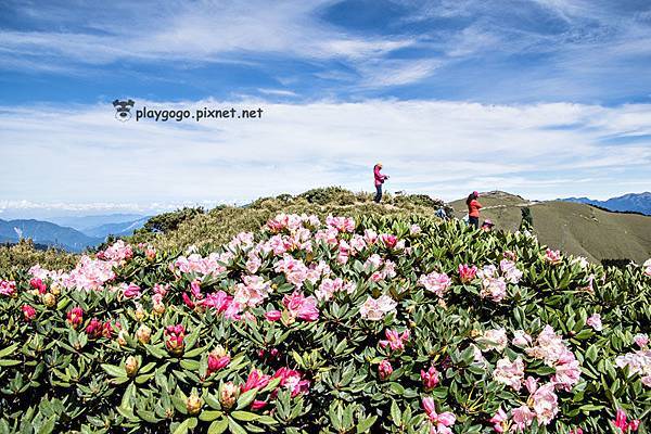 合歡山高山杜鵑 (17)