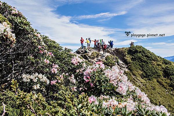 合歡山高山杜鵑 (14)