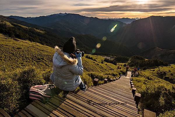 合歡山高山杜鵑 (5)