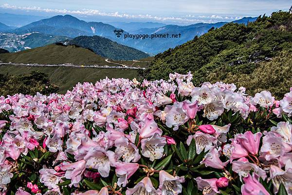 合歡山高山杜鵑 (12)