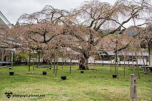 醍醐寺 (11)