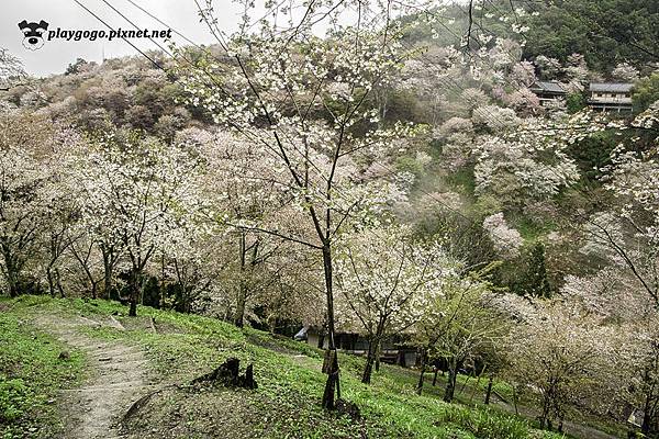 吉野山賞櫻 (2)