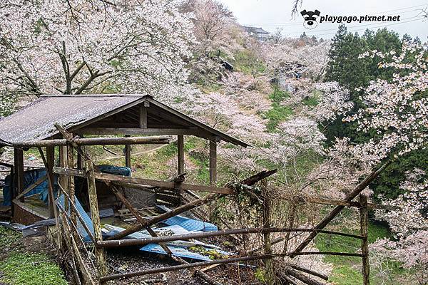 吉野山賞櫻 (16)