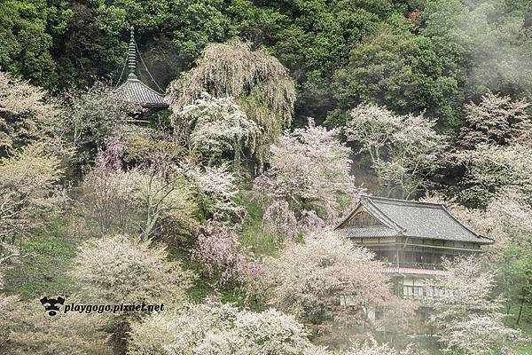 吉野山賞櫻 (6)