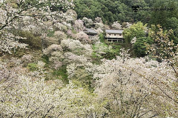 吉野山賞櫻 (5)